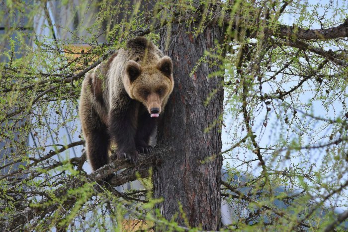 Ilustračný obrázok k článku Dôležité info turistom: V okolí Prievidze sa pohybujú medvede!