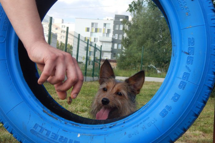 Ilustračný obrázok k článku Nové psíčkarske zóny: Takto si ich užívajú Žiarčania, FOTO a VIDEO