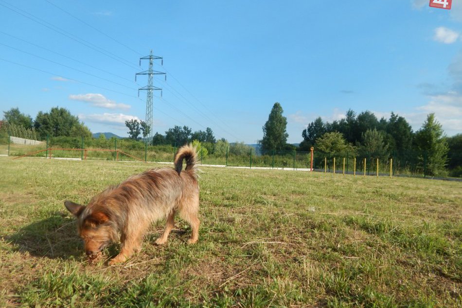 Ilustračný obrázok k článku Jozef (41) z okresu Žilina má na krku obvinenie: Aha, čo urobil tomuto psíkovi!