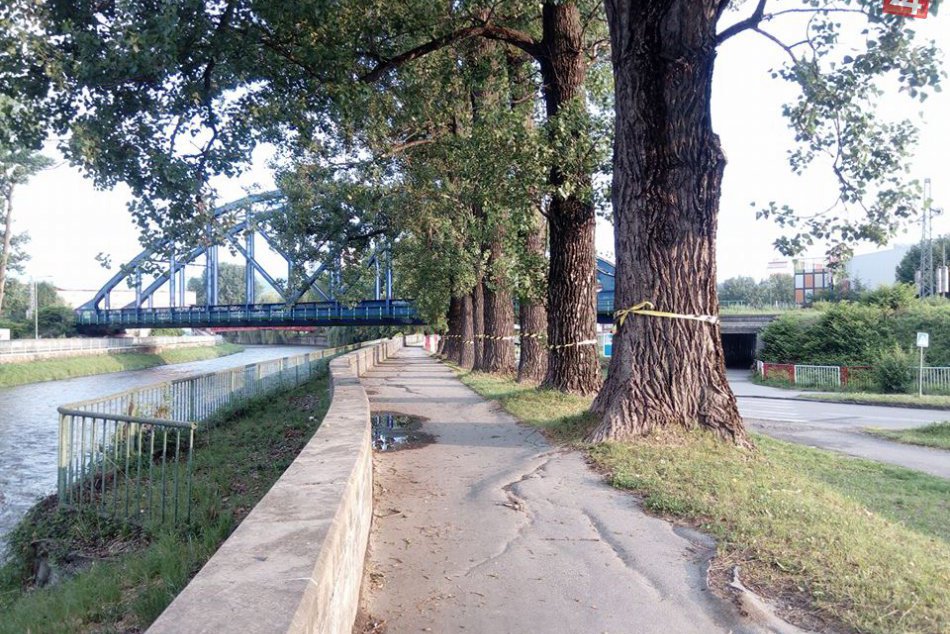 Ilustračný obrázok k článku FOTO: Čo sa to deje popri Hrone v Bystrici? Takto reagoval primátor na nápisy na stromoch