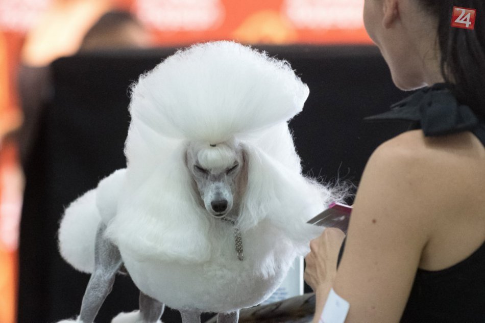 Ilustračný obrázok k článku V Nitre sa zídu chlpáči z 32 krajín sveta: Blíži sa Medzinárodná výstava psov