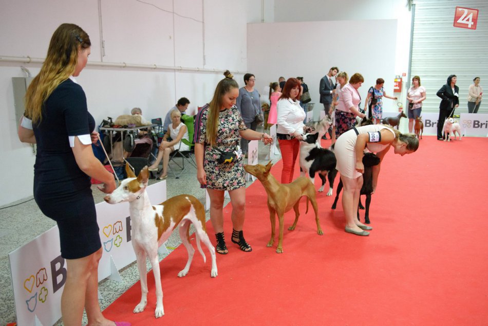 Ilustračný obrázok k článku Vyše 5400 havkáčov sa ukázalo v plnej paráde: FOTO z medzinárodnej výstavy v Nitre