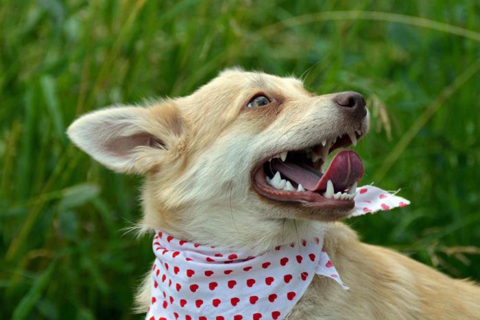 Ilustračný obrázok k článku Nové prírastky v žiarskom útulku: Tieto zlatíčka našli na Kortíne, FOTO