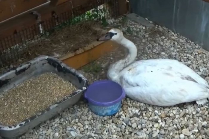 Ilustračný obrázok k článku Nitrianska stráž prírody v akcii: Labuť pristála blízko priemyselnej zóny, VIDEO