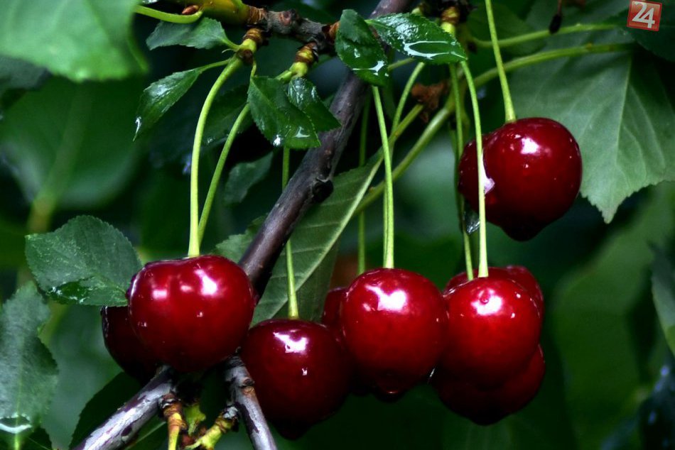 Ilustračný obrázok k článku Príroda sa prebudila: Višne dozrievajú o 4 až 6 týždňov skôr ako vlani