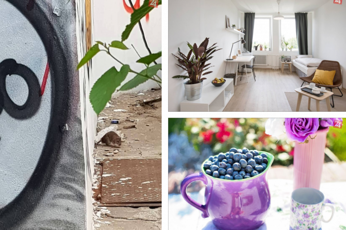 Ilustračný obrázok k článku TOP 5 tém týždňa: Ťažký život s hlodavcami odľahčilo sladké ovocie