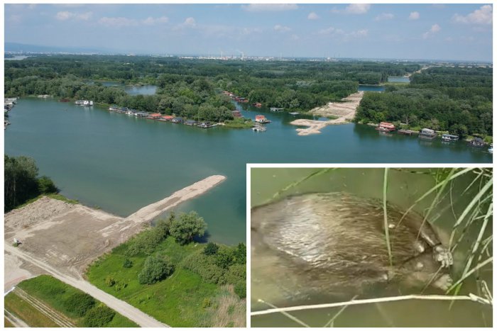 Ilustračný obrázok k článku FOTO + VIDEO: Pri výstavbe D4 v Jaroveckom ramene už umierajú aj chranéne živočíchy