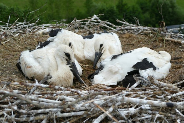 Ilustračný obrázok k článku Krúžkovanie bocianov pri Žiline na FOTKÁCH: Pomáhala aj technika