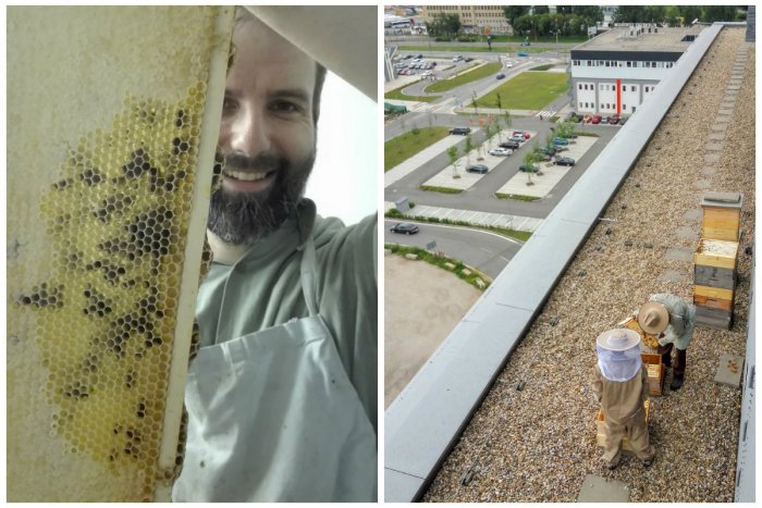 Ilustračný obrázok k článku Usilovným včielkam sa darí aj uprostred mesta! Tento rok priniesli dvakrát viac medu