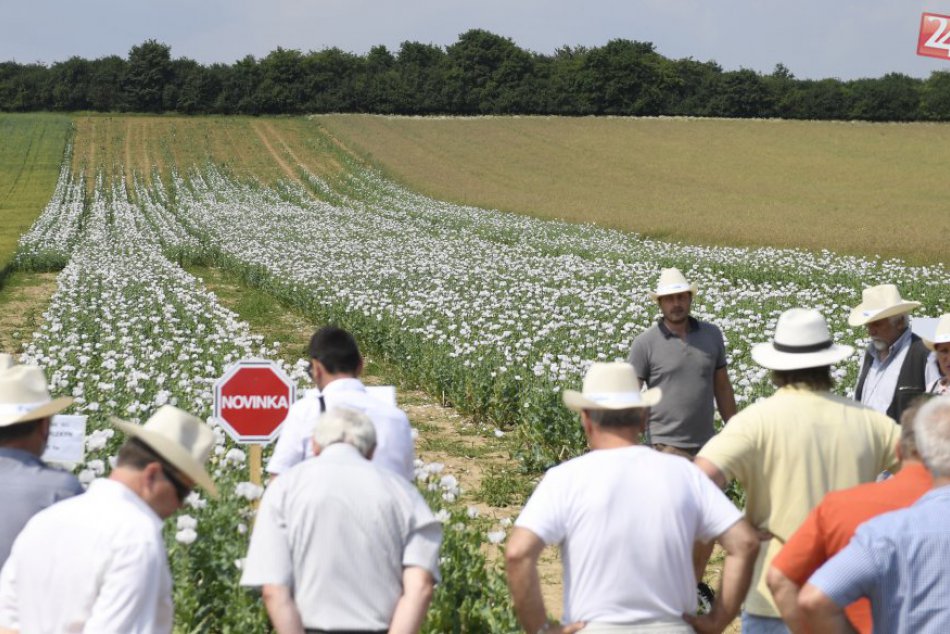 Ilustračný obrázok k článku V Malom Šariši si zaslúžia klobúk dole: Vyšľachtili tam novú odrodu maku
