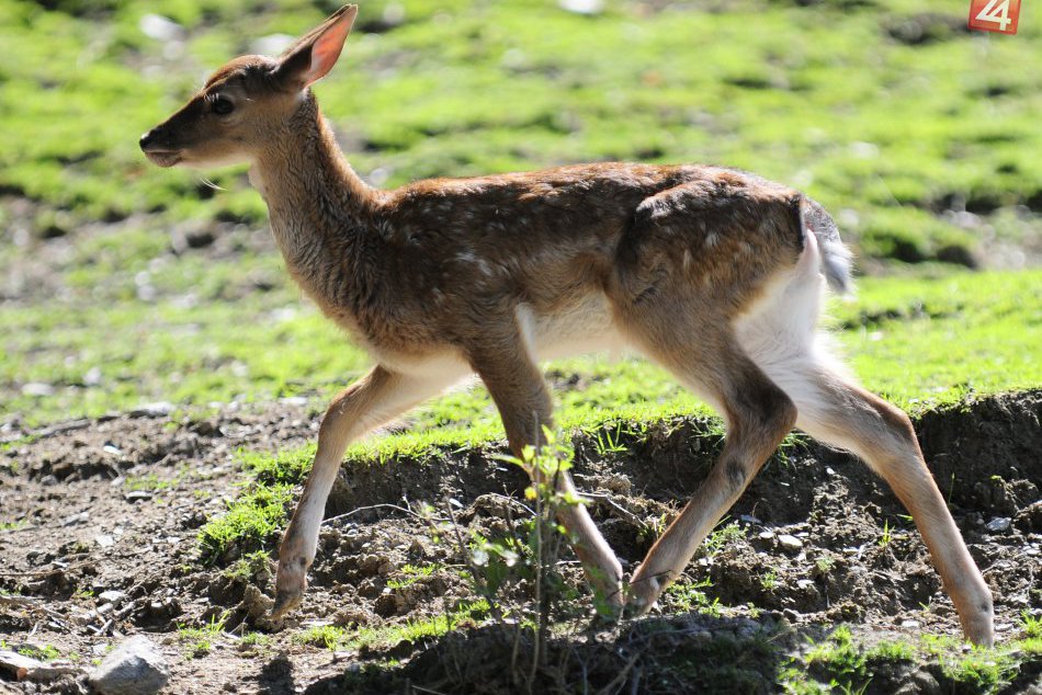 Ilustračný obrázok k článku Pri Štúrove vyčíňali pytliaci: Zálusk si spravili na danielicu s mláďaťom