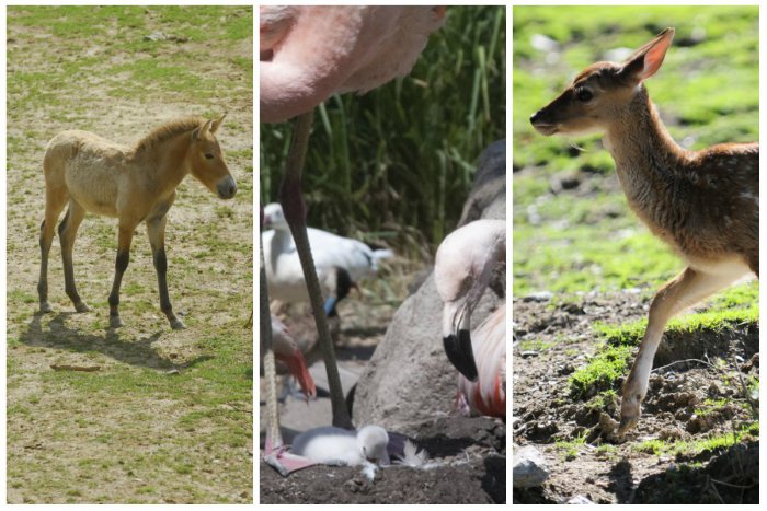 Ilustračný obrázok k článku Najnovšími prírastkami zoo sú mláďatá kulana, daniela a plameniaka