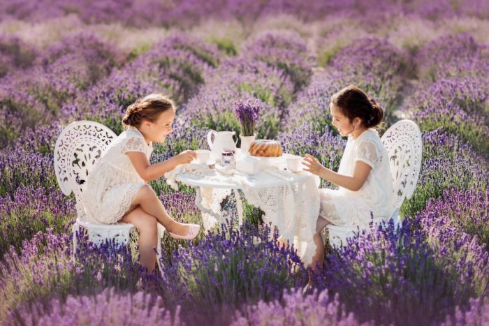 Ilustračný obrázok k článku Milujete levanduľu? Nežnú rastlinku si môžete nazbierať na Záhorí