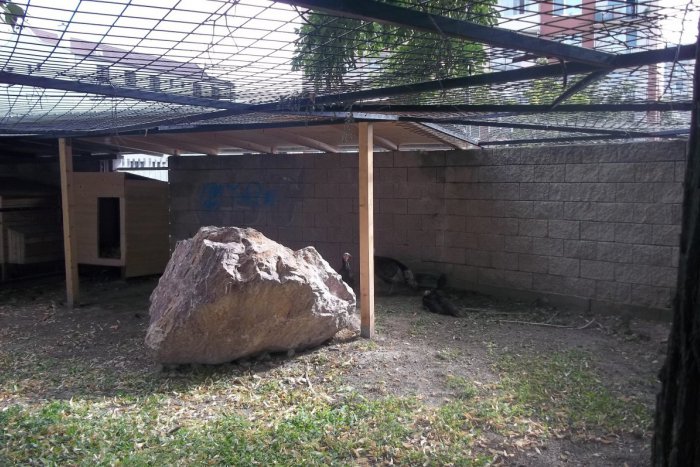 Ilustračný obrázok k článku Babičkin dvor v Šali privítal ďalších obyvateľov: Sú nimi pestré morky, FOTO