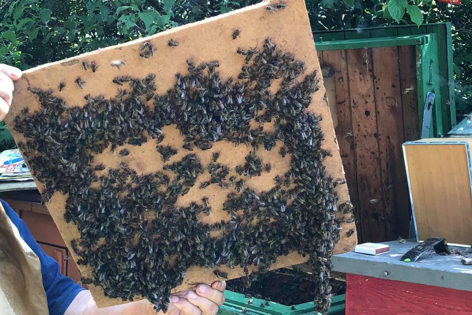 Ilustračný obrázok k článku Včelár Tomáš (36) z Michaloviec: Včely sú pre náš svet veľmi prospešné