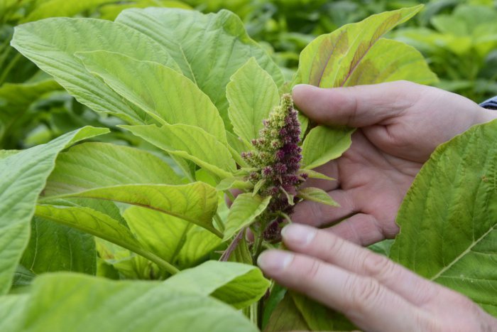 Ilustračný obrázok k článku Vedci z Nitry sa podieľali na šľachtení nových odrôd: Pomenovali ich Zobor a Pribina