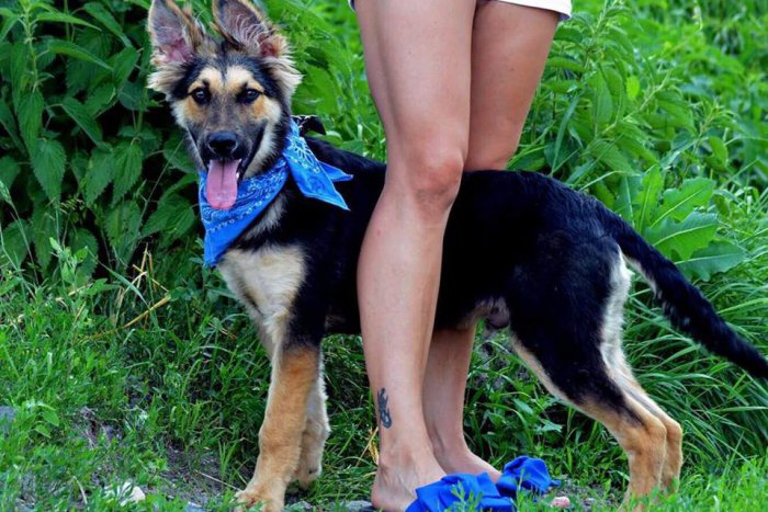 Ilustračný obrázok k článku Ako mohli skončiť v kotercoch? GALÉRIA žiarskych útulkáčov