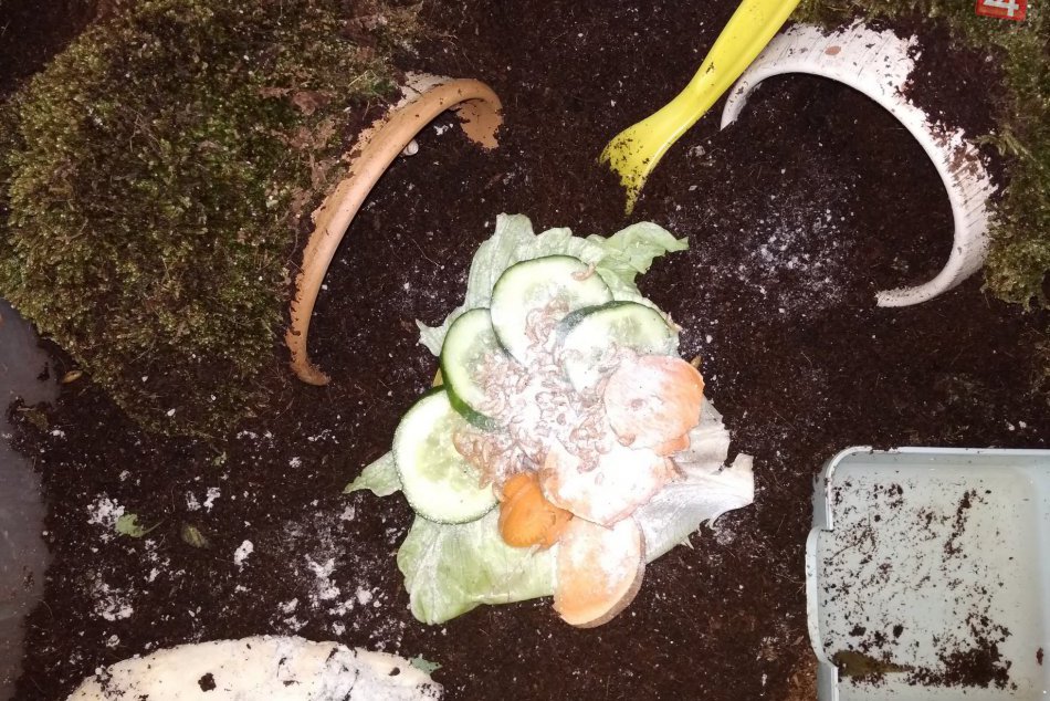 Ilustračný obrázok k článku Rodinka zo Spišskej má zaujímavých domácich miláčikov: Aha, čo chová v paneláku