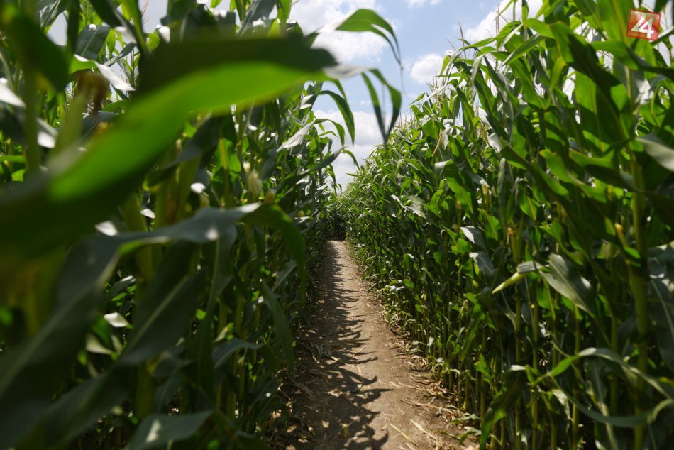 Ilustračný obrázok k článku Poplach v kukuričnom poli pri Poprade: Pyrotechnik na mieste!