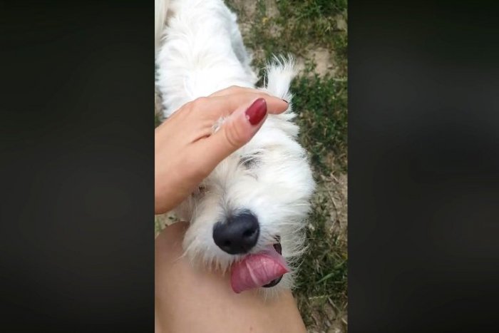 Ilustračný obrázok k článku Musí predsa niekomu chýbať... Žiarčania, nie je vám táto fenka povedomá? VIDEO