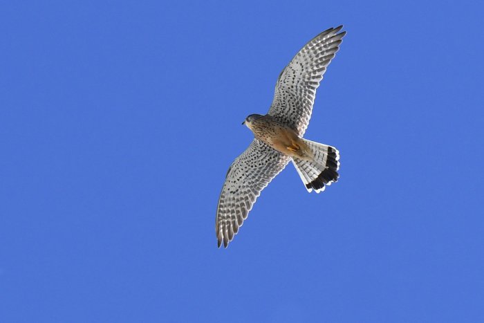 Ilustračný obrázok k článku Užitočné vtáky: Živia sa škodcami, šíria semená stromov a čistia prírodu