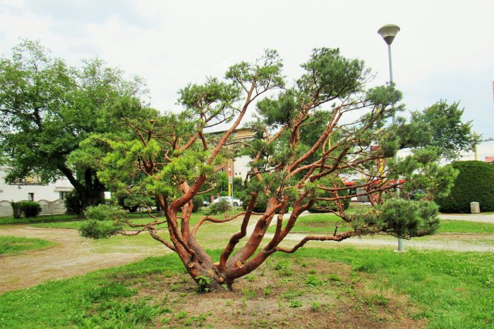 Ilustračný obrázok k článku Máte chuť na oddych v Prešove? Môžete si ho dopriať aj v bonsajovom parku, FOTO