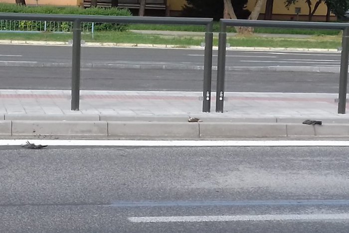 Ilustračný obrázok k článku Úhyn vtákov na nových električkových zastávkach pobúril Košičanov