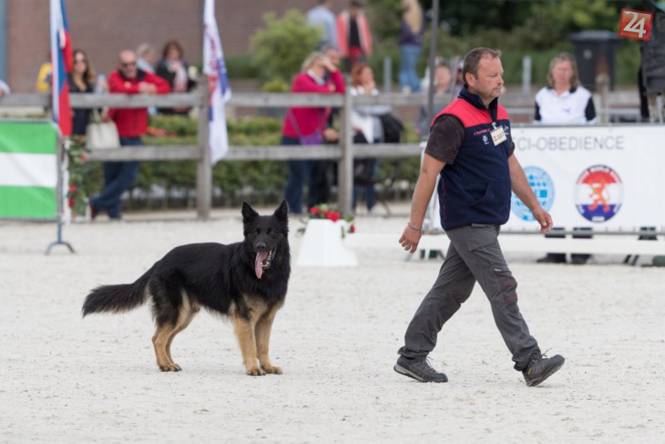 Ilustračný obrázok k článku Medzi svetovou elitou sa nestratili: Najposlušnejší Nemecký ovčiak je Kris