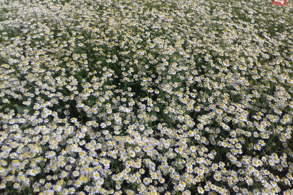 Ilustračný obrázok k článku Vedci z PU sa vyznamenali: Vyšľachtili novú odrodu rumančeka kamilkového