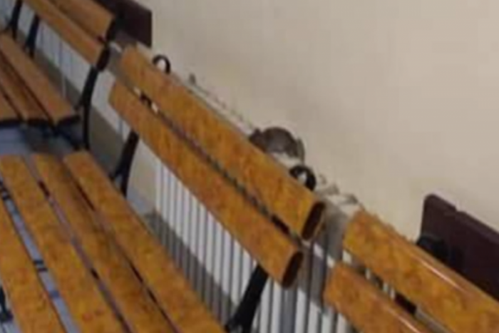 Ilustračný obrázok k článku Štvornohý "pacient" na lučeneckom urgente: V nemocnici sa objavil potkan