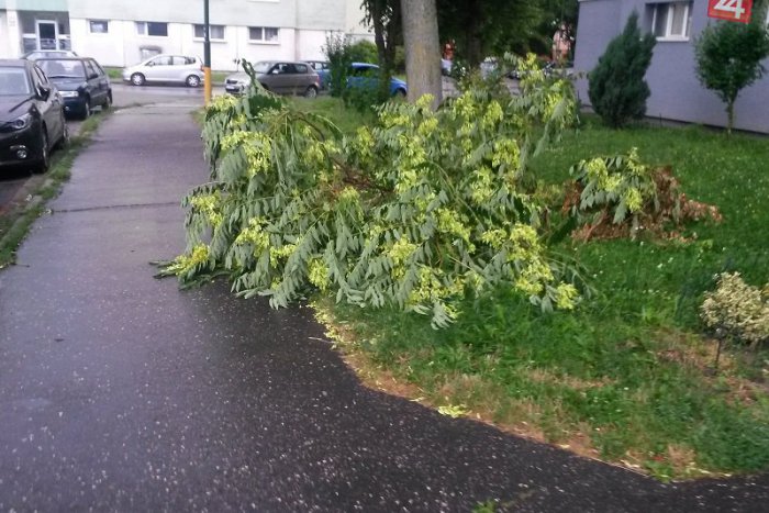 Ilustračný obrázok k článku Mesto sa postará o stromy. Spustilo pilotný projekt bezpečnostných orezov