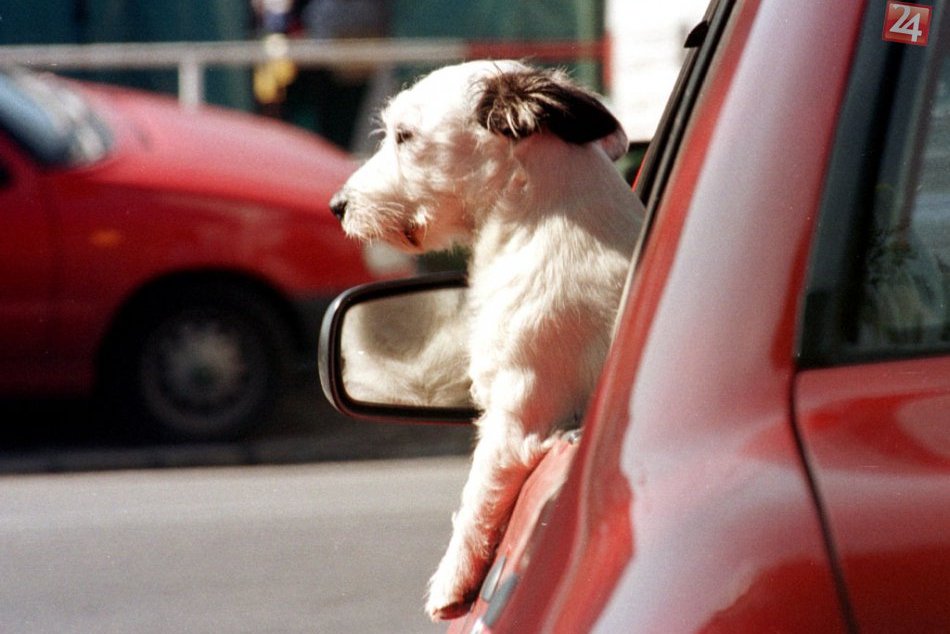 Ilustračný obrázok k článku Kuriozita: Michalovský pes na snowboarde už pesničky z kufra doprepínal