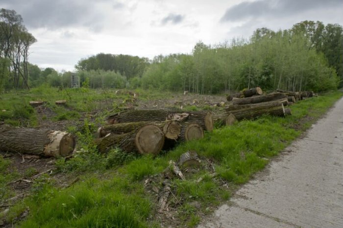 Ilustračný obrázok k článku Obyvatelia Dlhých dielov žiadajú zastaviť výrub na ostrove Sihoť