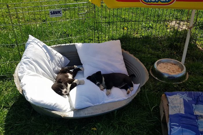 Ilustračný obrázok k článku Ukradli šteniatko z útulku, potom ho vrátili