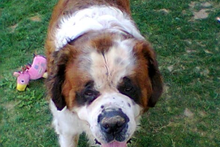 Ilustračný obrázok k článku Náš psí seriál pokračuje: Pomôžeme vám nájsť skvelého spoločníka, FOTO