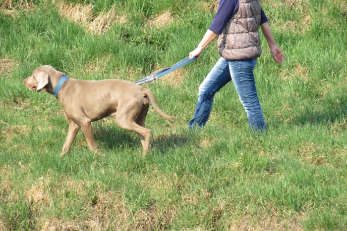 Ilustračný obrázok k článku Prešovský veterinár otvorene: V tomto smere máme čo doháňať