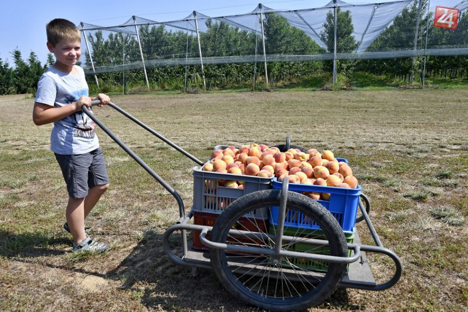 Ilustračný obrázok k článku V Trnavskom kraji sa zbierajú sladučké broskyne: Vieme, kde a za koľko