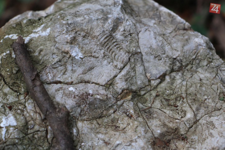 Ilustračný obrázok k článku Vzácnosti Slovenského krasu, o ktorých možno neviete: Pri troche šťastia ich zbadáte aj vy, FOTO!