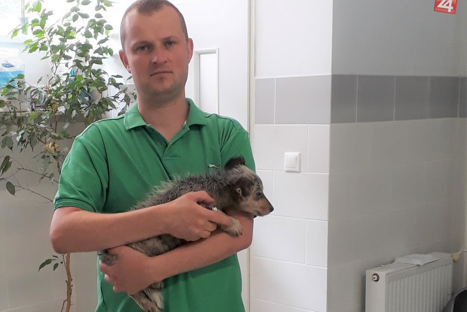 Ilustračný obrázok k článku Michalovský veterinár Peter Knapec: Cenné rady pre psíčkarov na leto