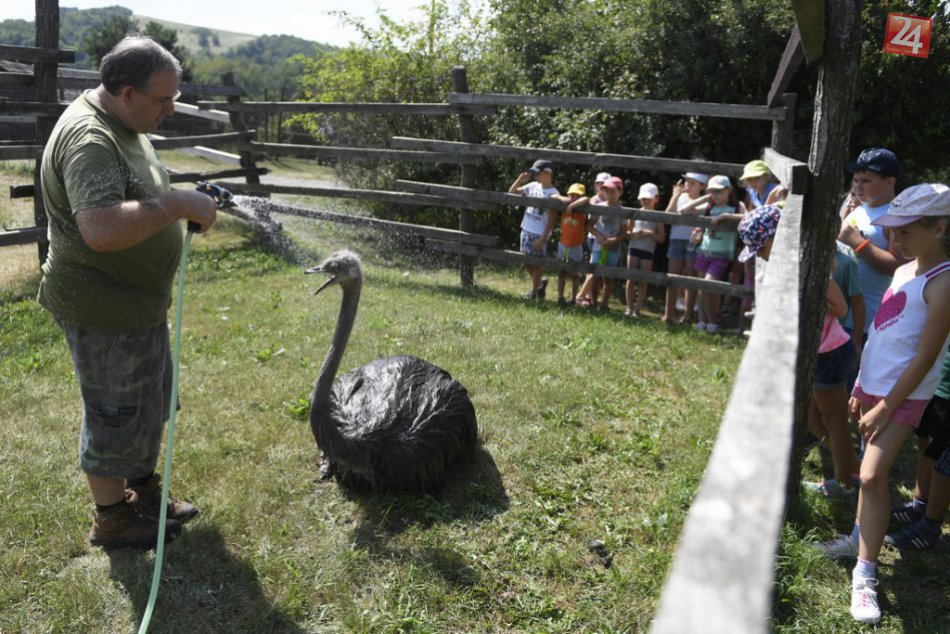 Ilustračný obrázok k článku Zvieratá v zoo v horúčavách striekajú a dostávajú aj zmrzlinu