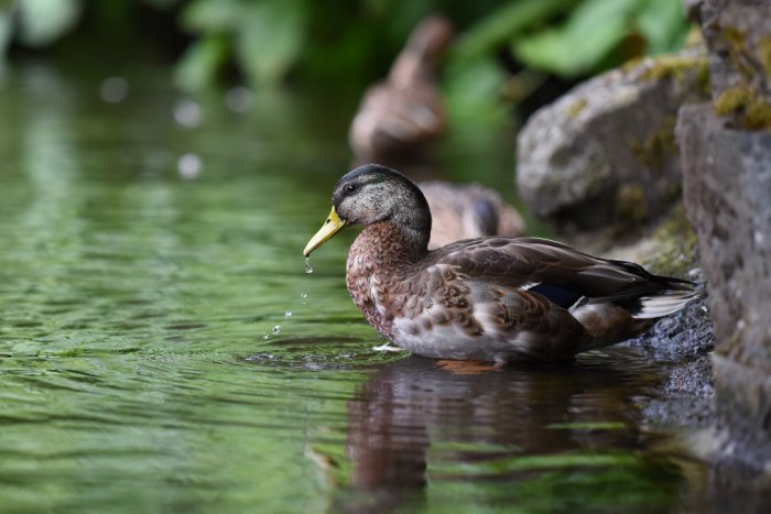 Ilustračný obrázok k článku Matku so synom našli mŕtvych v rybníku.