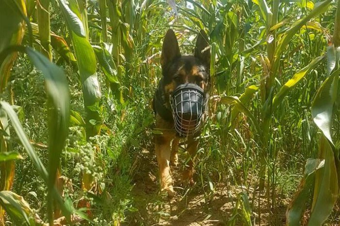 Ilustračný obrázok k článku Polícia pri Zvončíne pátrala po starčekovi (71): Rýchly zásah aj vďaka psovi Sigimu