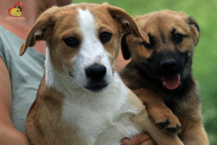 Ilustračný obrázok k článku Opäť sú tu štvornohí chlpáči: Vyberte si z ponuky psíkov, FOTO