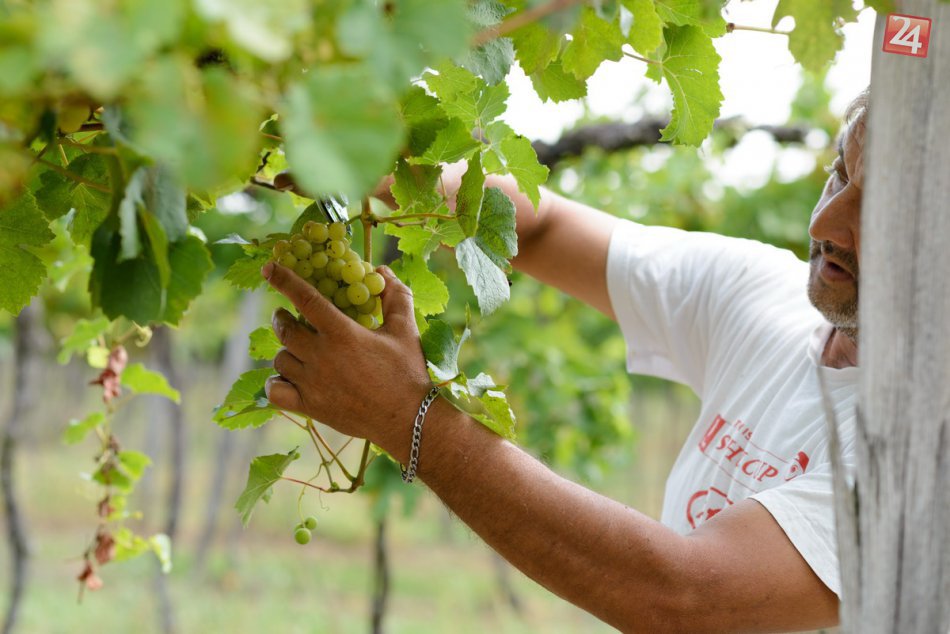 Ilustračný obrázok k článku Pri Nitre odštartoval zber hrozna: Vinári sa tešia z dobrej úrody, FOTO a VIDEO