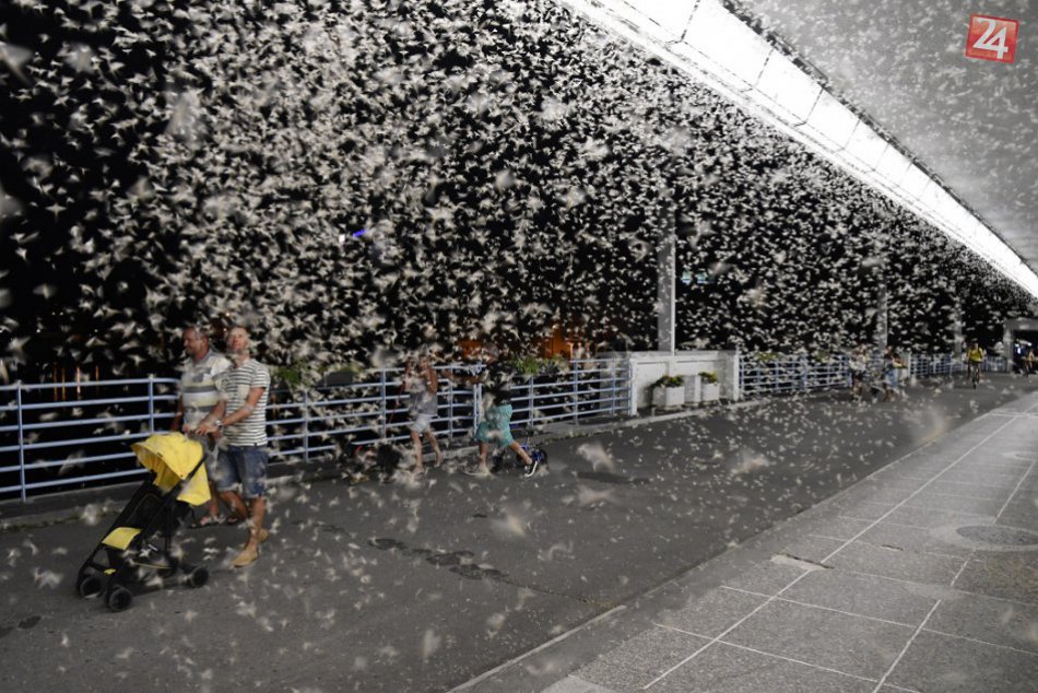 Ilustračný obrázok k článku Nezvyčajné divadlo na Kolonádovom moste: Tancujúce podenky pútajú verejnosť, VIDEO