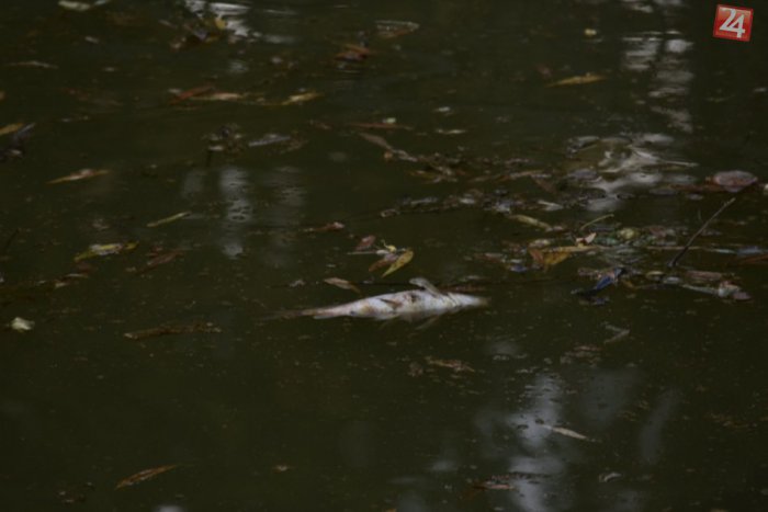 Ilustračný obrázok k článku Horúčavy sa podpísali aj pod úhyn rýb v Mlynskom náhone