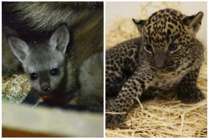 Ilustračný obrázok k článku FOTO: Bratislavská ZOO sa teší z ďalších vzácnych prírastkov
