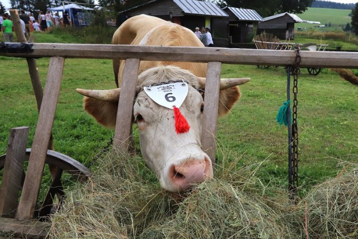 Ilustračný obrázok k článku FOTO: Víťaz súťaže volských záprahov dostal aj bič a vrece zrna