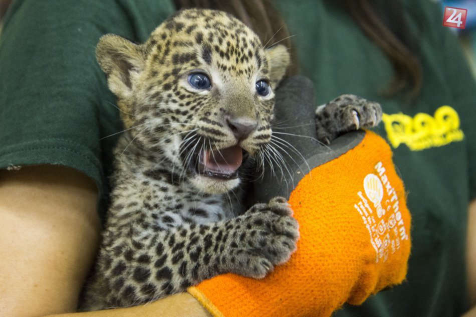 Ilustračný obrázok k článku VIDEO + FOTO: Mláďa leoparda cejlónskeho vyšetril veterinár. Je zdravé a je to samička