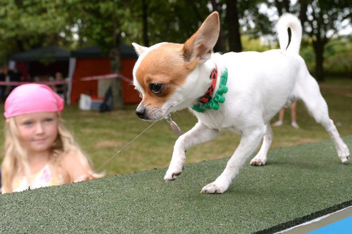 Ilustračný obrázok k článku Nemá váš pes „papiere“? Nevadí, i tak môže ísť na výstavu